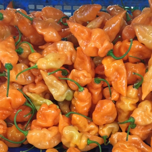 Habanada peppers