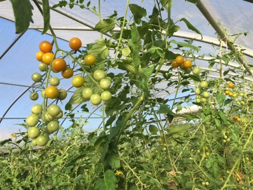 Tomatoes, Sun Gold