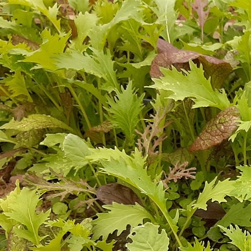 Mesculin Mix Salad Greens