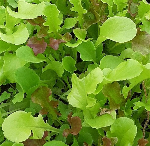 Lettuce: leaf