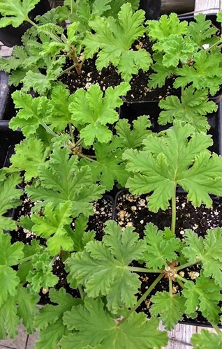 Plant, Scented Geranium 'citronella '