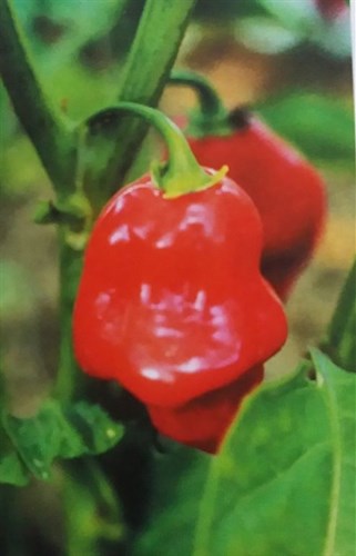 Plants, Pepper ' Habanero' red