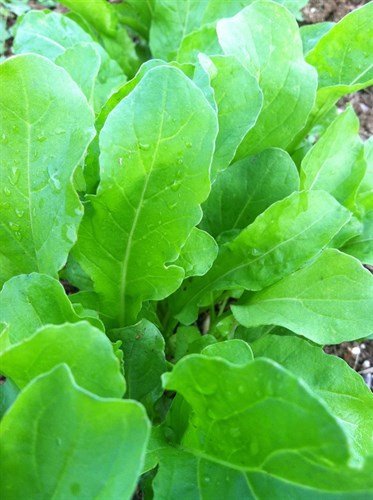 Arugula