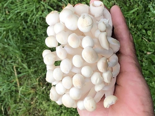 White Beech Mushrooms