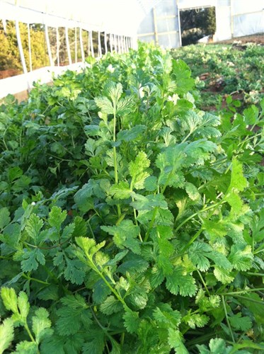 Cilantro