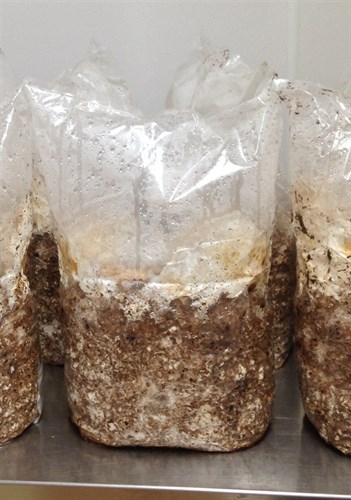 Shiitake Mushroom Indoor Grow Kit