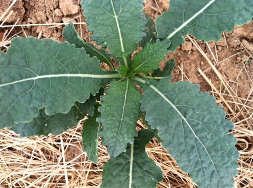 Tuscan kale
