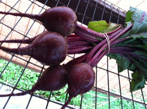 Beets
