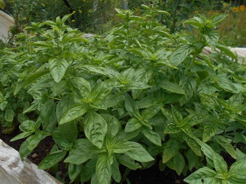 Herb, Basil