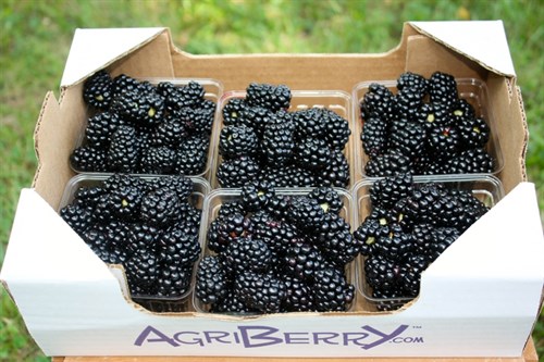 6 Pk-Blackberries