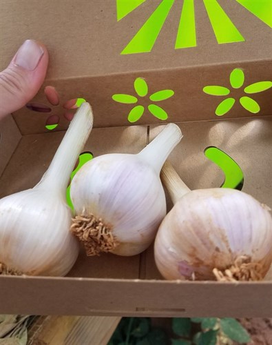 Garlic Fresh Large