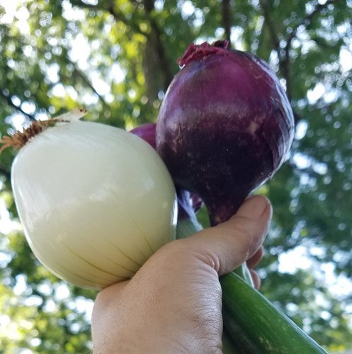 Onions