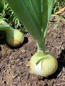 Onions- Fresh, Sweet
