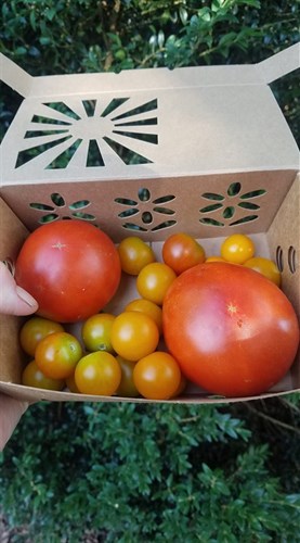 Tomatoes, mixed