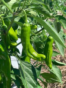 Peppers- Shishito