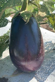 Eggplant