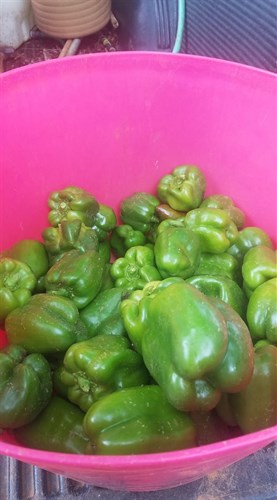 Peppers, Green Italian