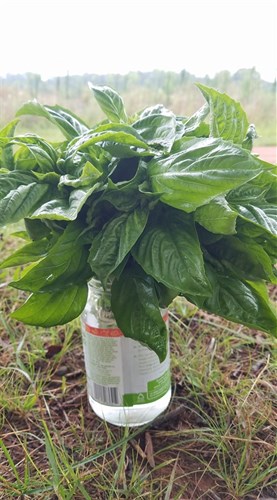 Basil Bouquet large