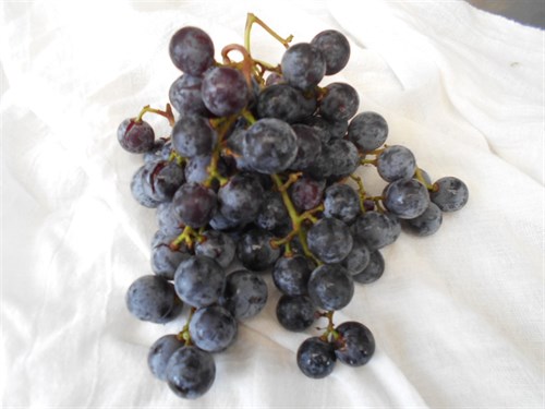 Grapes, Concord