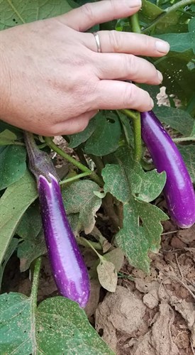 Eggplant, Purple