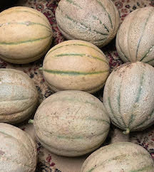 Melon- Specialty Cantaloupe