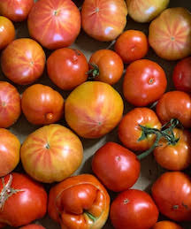 Tomatoes