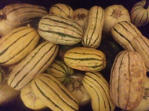 Squash,'Delicata,