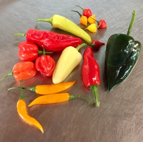 Pepper palooza!
