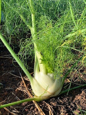 Baby Fennel