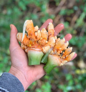 Baby Turmeric