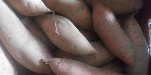 Sweet Potato donated by Thistledowne farm