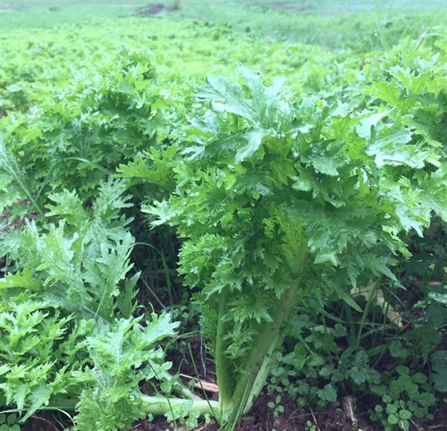 Mustard Greens