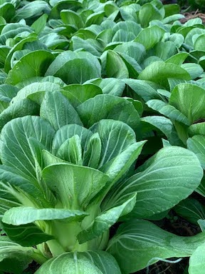 Choi- Mei Qing Bok Choi