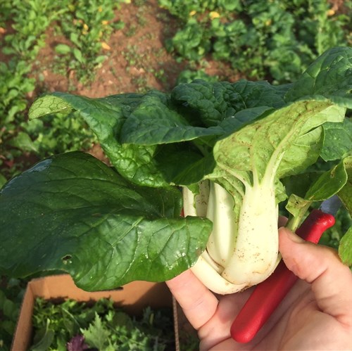 Bok choi