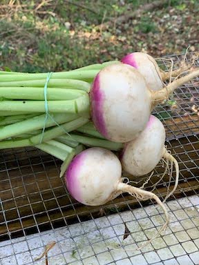 Turnips- Purple Top (no greens)