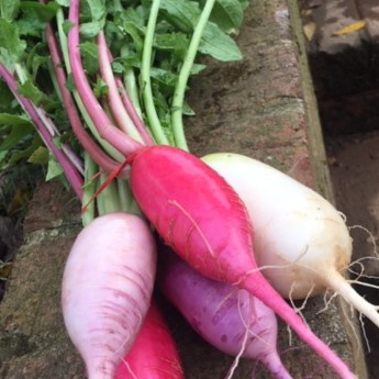 Mixed Daikon Radishes