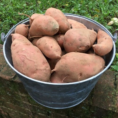 Sweet Potatoes