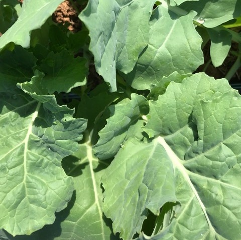 Siberian Kale