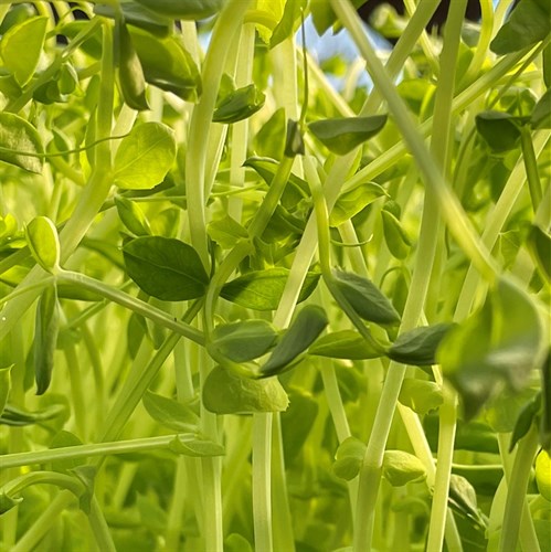 Blanched pea shoots