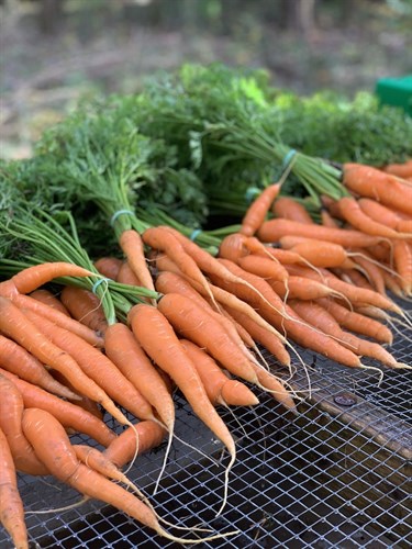 Carrot- Orange with tops