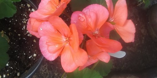 Plant, Geranium 'Salmon,