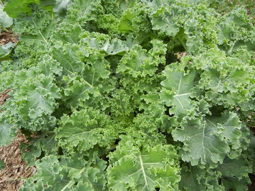 Curly Scotch Kale