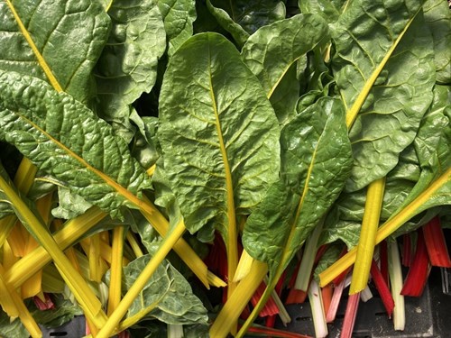 Swiss Chard