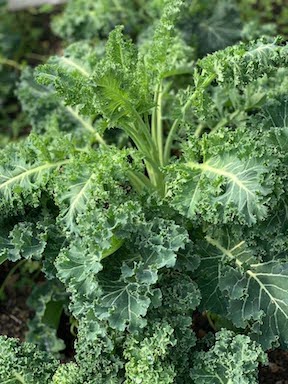 Greens (B)- Vates Kale (curly)