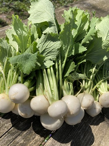 Turnip, salad