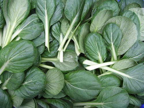 Tatsoi