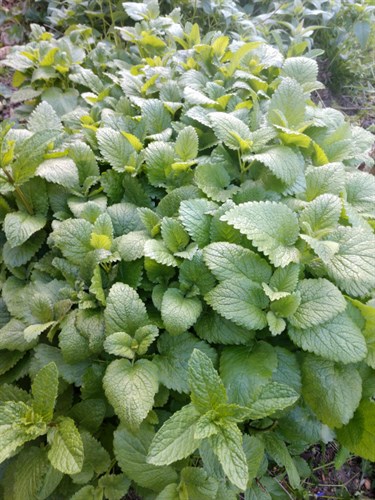 Lemon Balm