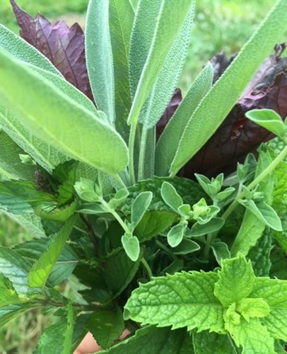 Fresh Herbs-Farmer's Bouquet