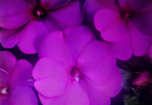 Plant, SunPatiens Compact Purple