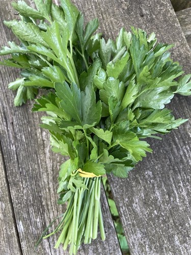 Parsley